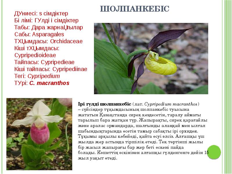 Шолпанкебіс Шолпанкебіс