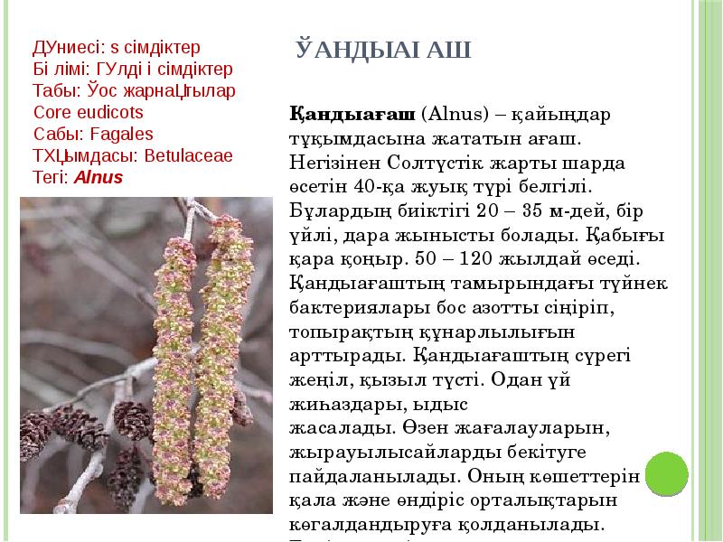 ҚАНДЫАҒАШ ҚАНДЫАҒАШ