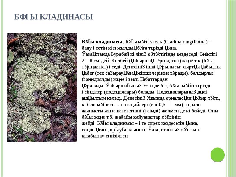 Бұғы кладинасы Бұғы кладинасы