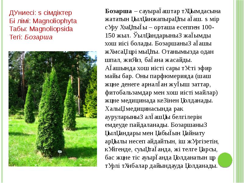 Бозарша – сауырағаштар тұқымдасына жататын қылқанжапырақты ағаш. Өмір сүру ұзақтығы – Бозарша – сауырағаштар тұқымдасына жататын қылқанжапырақты ағаш. Өмір сүру ұзақтығы –