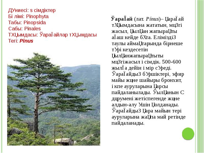 Қарағай (лат. Pínus)– қарағай тұқымдасына жататын, мәңгі жасыл, қылқан жапырақты ағаш кейде Қарағай (лат. Pínus)– қарағай тұқымдасына жататын, мәңгі жасыл, қылқан жапырақты ағаш кейде