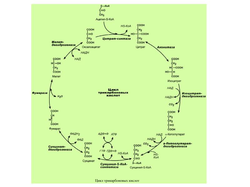 Ацетил коа пути. Сукцинил-КОА цикл трикарбоновых кислот. Ацетил КОА цикл Кребса. Цитрат из ацетил КОА. Ацетил КОА В цикле трикарбоновых кислот.