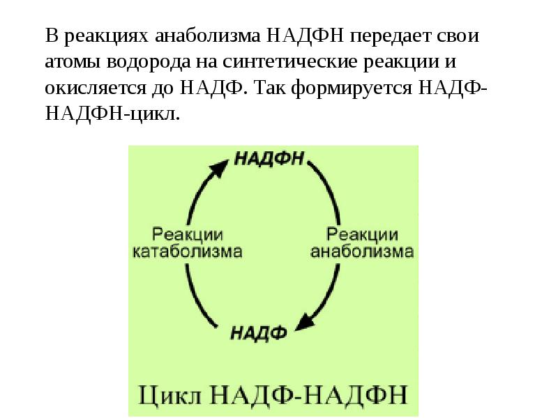 Атф и надфн. Реакции анаболизма. НАДФ И НАДФН. Реакции с НАДФ. Цикл НАДФН НАДФ+.