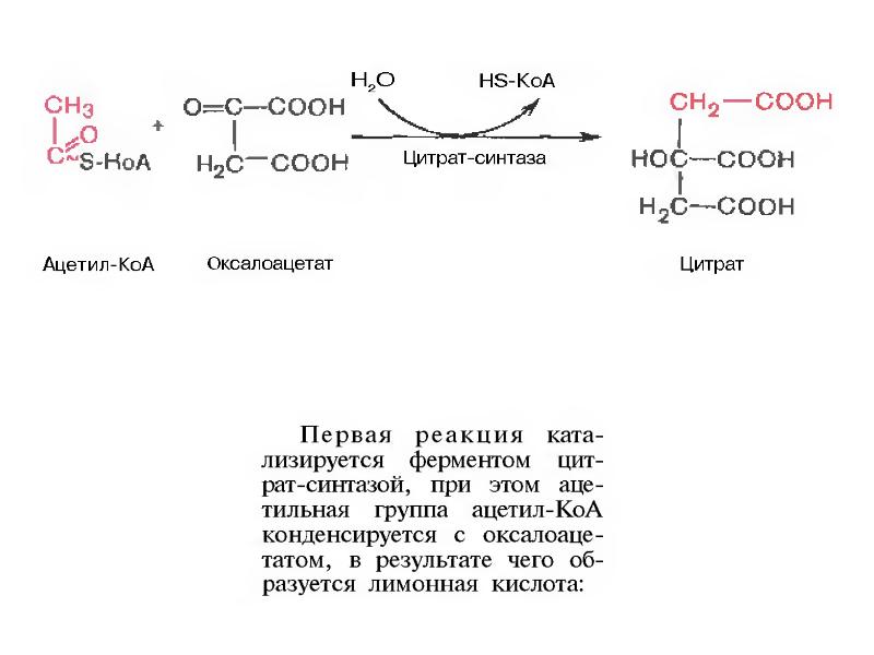 Ацетил сайт. Ацетил КОА В цитрат. Взаимодействие ацетил КОА С оксалоацетатом. Ацетил КОА реакции. Ацетил КОА формула биохимия.