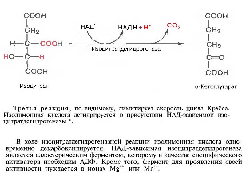 Реакцию видел. Активаторы изоцитратдегидрогеназы. Фермент изоцитратдегидрогеназа. Активатор фермента ЦТК изоцитратдегидрогеназы. Изоцитратдегидрогеназа реакция цикла Кребса.