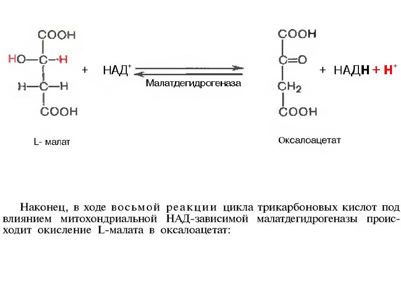 Схема цпэ окисление малата