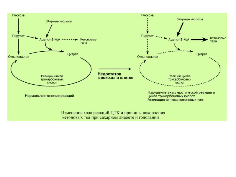Суммарная реакция цикла трикарбоновых кислот. Анаплеротические реакции цикла лимонной кислоты. Анаплеротические реакции ЦТК. Анаплеротические реакции биохимия. Реакции пополняющие цикл лимонной кислоты Анаплеротические реакции.