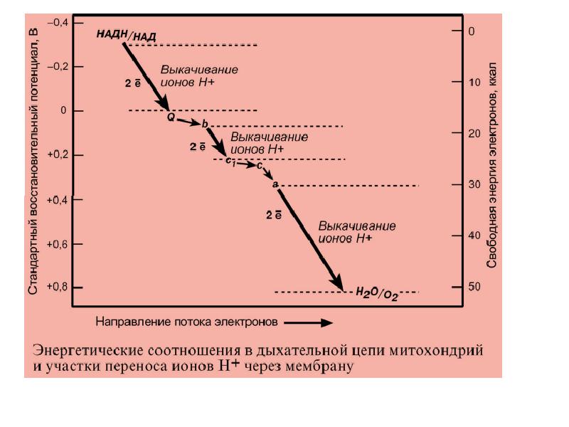 Биохимия схема. Термогенин биохимия. Термогенин во внутренней мембране митохондрий:. Общие пути окисления. Общие пути окисления.