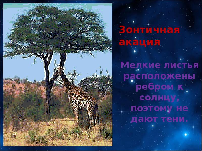 Каковы особенности природы африки. Внутренние воды саванны Южной Америки. Природа Африки доклад. Доклад на тему Живая природа Африка. Доклад на тему Живая природа Африка 5 класс.