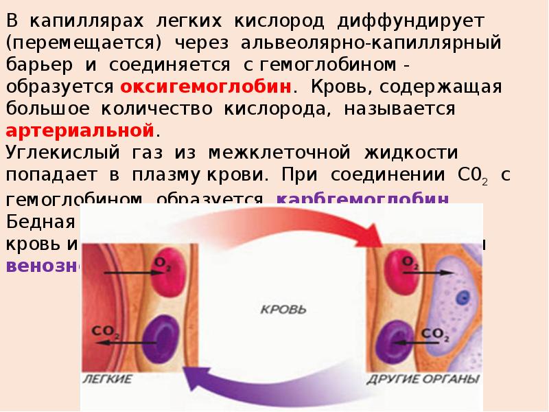 Функция кровяной ткани