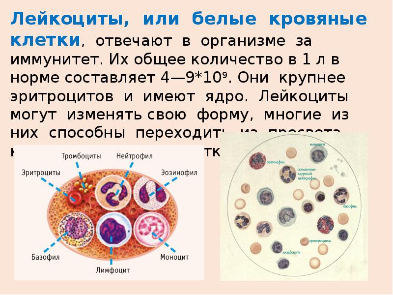 Деление клеток крови. Строение лейкоцитов. Эритроциты лейкоциты тромбоциты ЕГЭ биология. Строение клетки крови. Лейкоциты в крови человека.