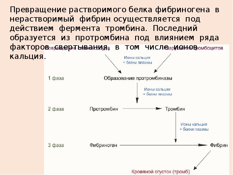 Растворимые белки. Превращение фибриногена в фибрин. Схема превращения фибриногена в фибрин. Превращение фибриногена в нерастворимый фибрин требует участия. Процесс превращения фибриногена в фибрин.