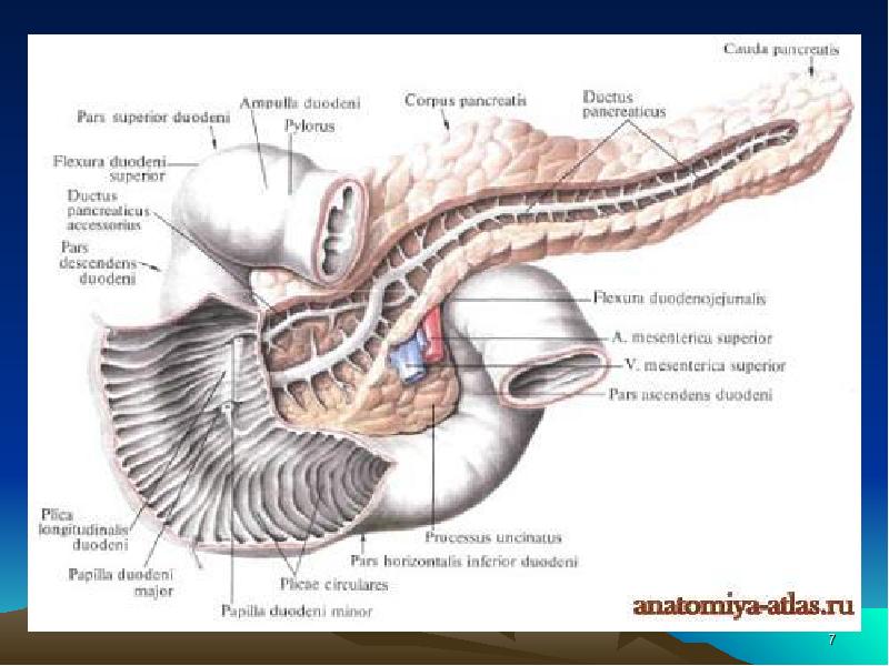 Железа на латинском. Анатомия поджелудочной железы Синельников. 12 Перстная кишка топография строение. 12 Перстная кишка анатомия Синельников. Поджелудочная железа и 12 перстная кишка анатомия.