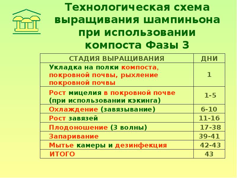 Технологические приемы ухода за вешенками. Технологическая карта выращивания грибов. Схема выращивания шампиньонов. Этапы выращивания грибов. Технологическая карта выращивания шампиньонов.