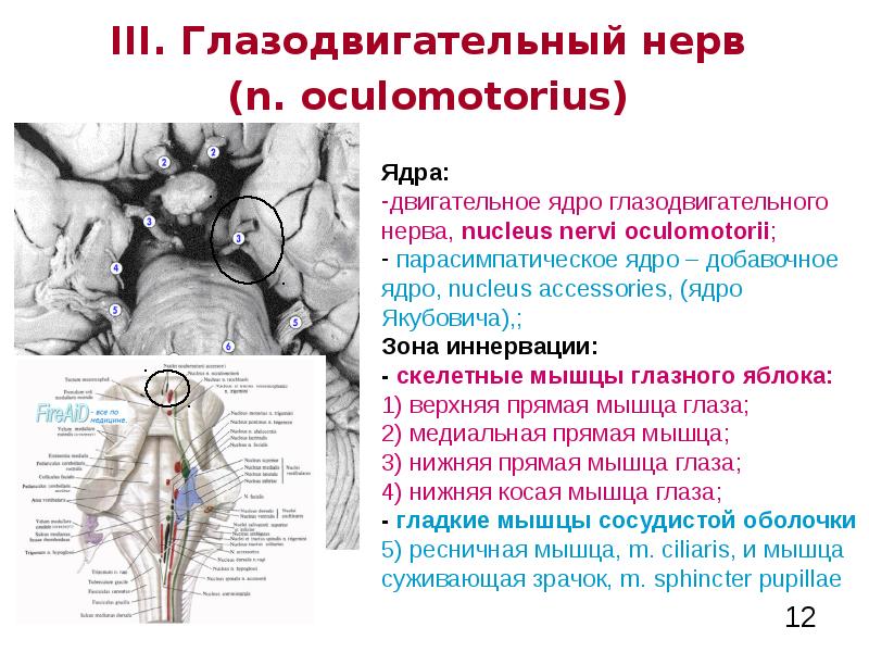 Функциональная анатомия вегетативной нервной системы презентация