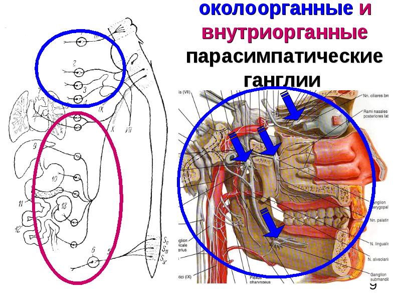 Функциональная анатомия вегетативной нервной системы презентация