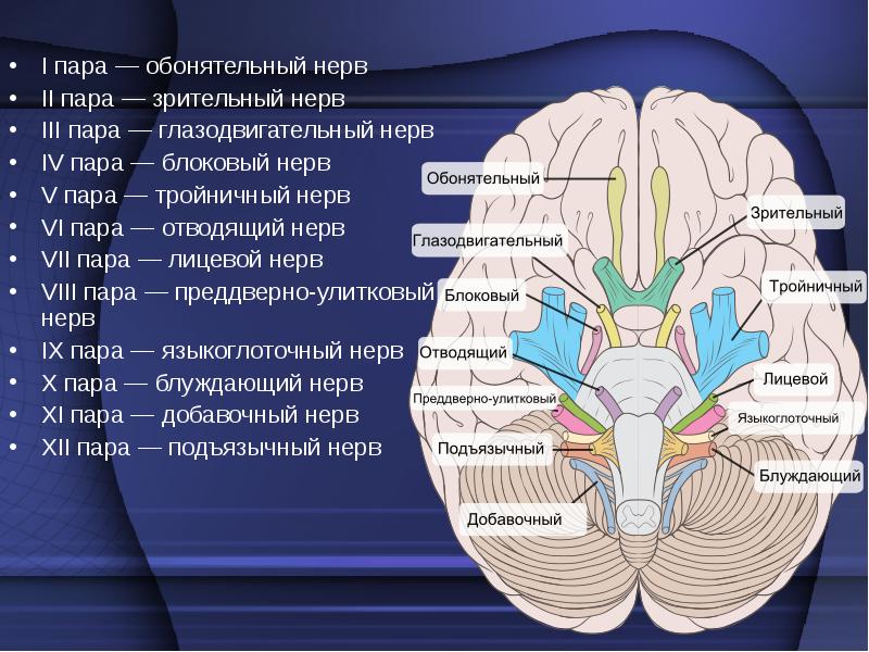 Реферат: Места выхода черепных нервов из мозга