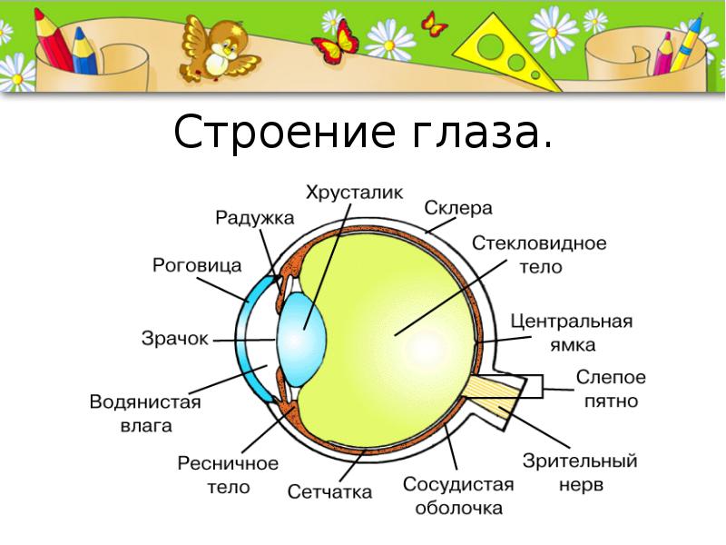 Как устроен глаз человека презентация