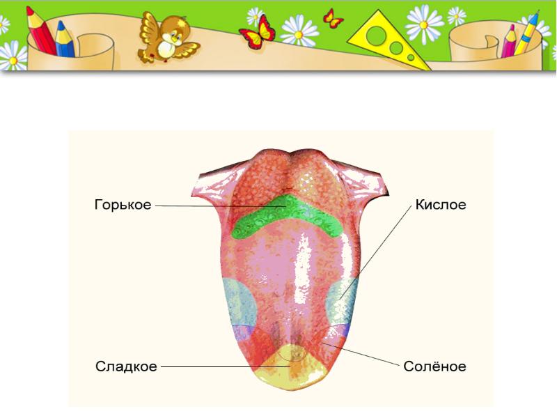 Органы чувств презентация 3 класс окружающий. Органы чувств 2 класс. Какая часть языка реагирует на горькое. Презентация органы чувств 2 класс.