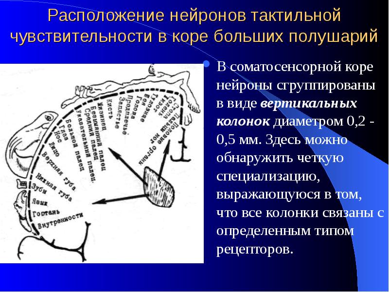 Соматосенсорная температура. Температурная чувствительность. Соматосенсорная зона коры больших полушарий. Зона тактильной чувствительности.