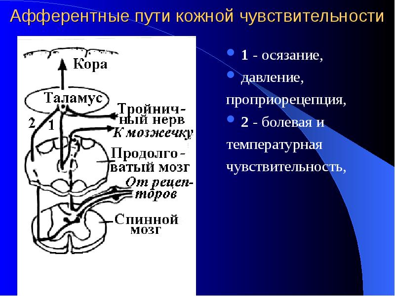 Неоспиноталамический путь схема