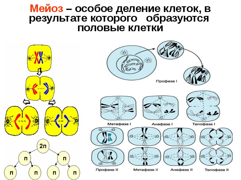 Деление клетки схема