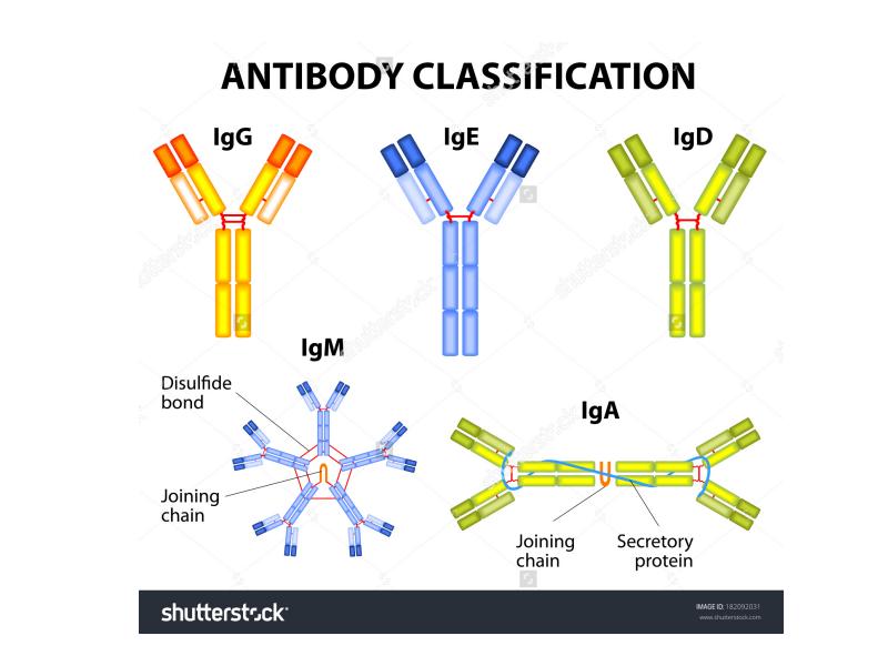 Классификация иммуноглобулинов схема