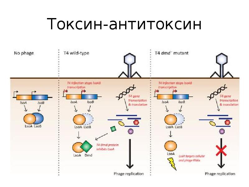 Токсины антигены. Система Токсин антитоксин для бактерий. Механизм «Токсин–антитоксин». Свойства токсинов и антитоксинов. Принципы получения антитоксинов.