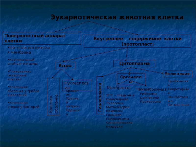 Функции эукариотической клетки. Клетка поверхностный аппарат ядерный аппарат. Поверхностный комплекс растительной клетки. Характеристика поверхностного аппарата клетки. Клетка поверхностный аппарат ядерный аппарат схема.