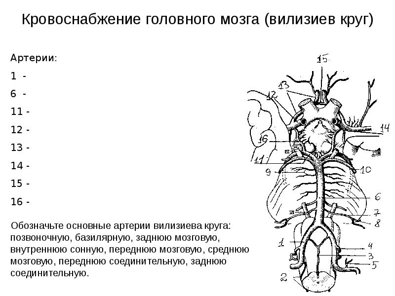 Схема строения центральной нервной системы