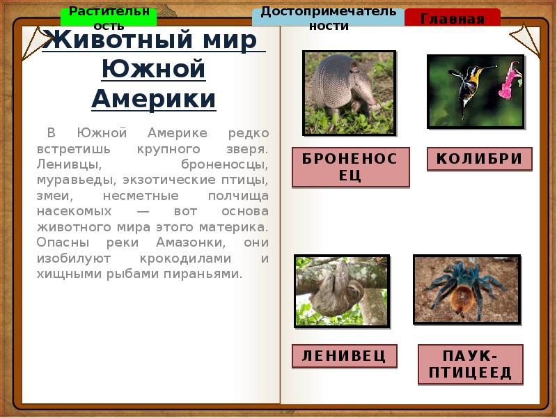 Животный мир южной америки 7 класс. Обитатели Южной Америки. Животный мир Южной Америки. Южная Америка животные и растения. Животные Южной Америки кратко.