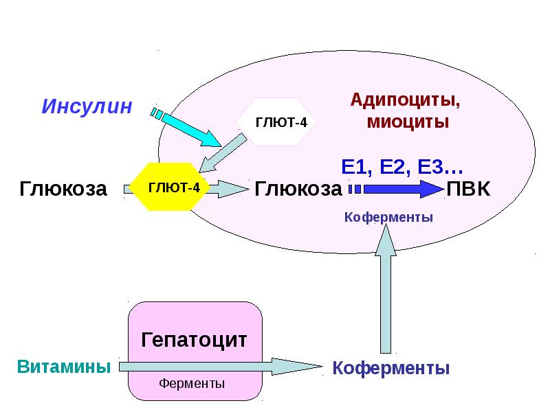 Биохимия памяти презентация