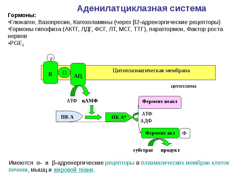 Аденилатциклазная система схема