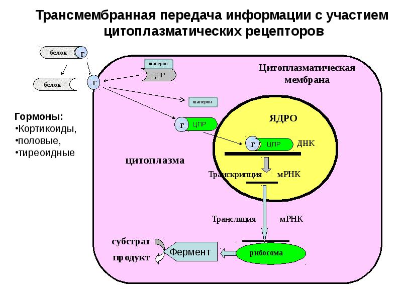 Биохимия трансляция презентация