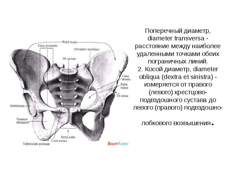 Женский таз презентация