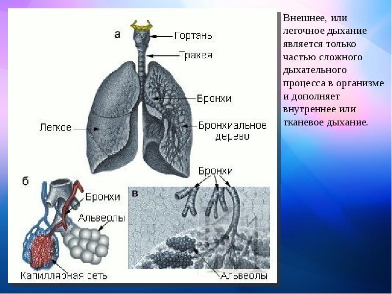 Внешнее легочное дыхание. Внешнее тканевое внутреннее дыхание. Строение легких человека. Строение легких дыхание. Легкие процесс дыхания.