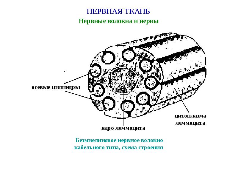 Строение нерва рисунок. Схема строения безмиелинового нервного волокна. Безмиелиновые нервные волокна осевой цилиндр. Схема строения безлминингового волокна. Схема строения безмеилового волокна.