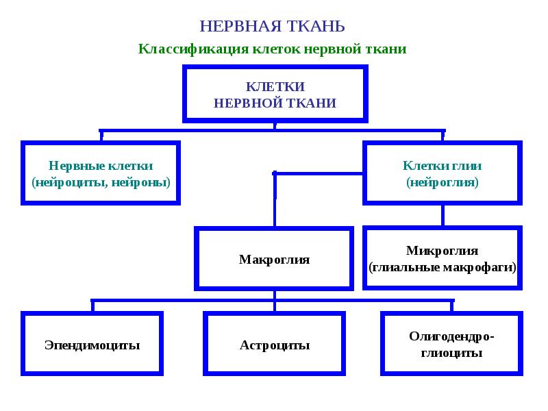 Нервная ткань схема