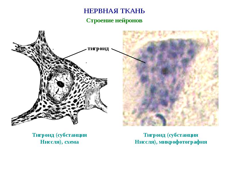 Нервная ткань строение. Строение нейрона Тигроид. Тигроид в нервных клетках строение. Тигроид тельца Ниссля. Тельца Ниссля гистология строение.