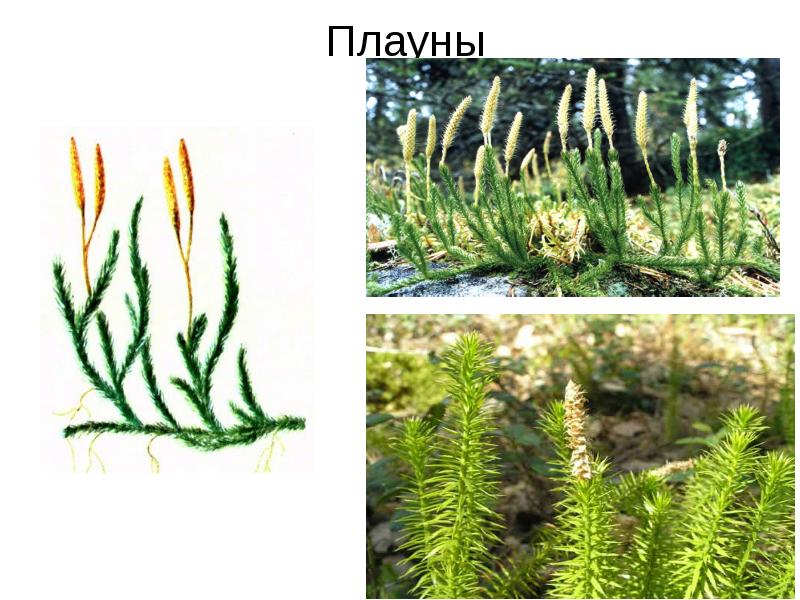 Плаун споровое растение. Плаун булавовидный. Растение плаун булавовидный. Представители плаун булавовидный. МИКРОФИЛЛЫ плауна.