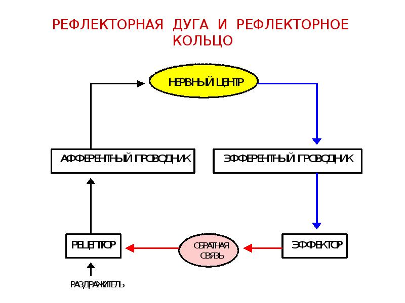 Схема рефлекторного кольца