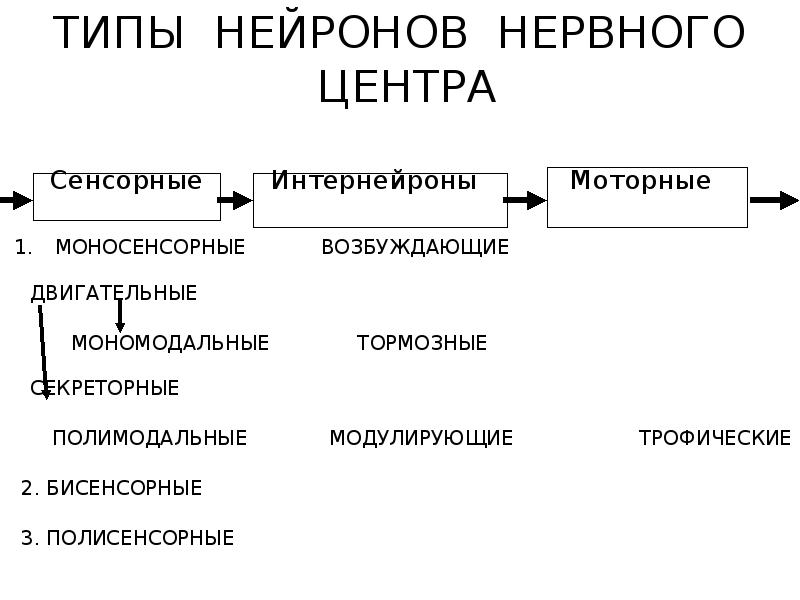 типы нервных центров