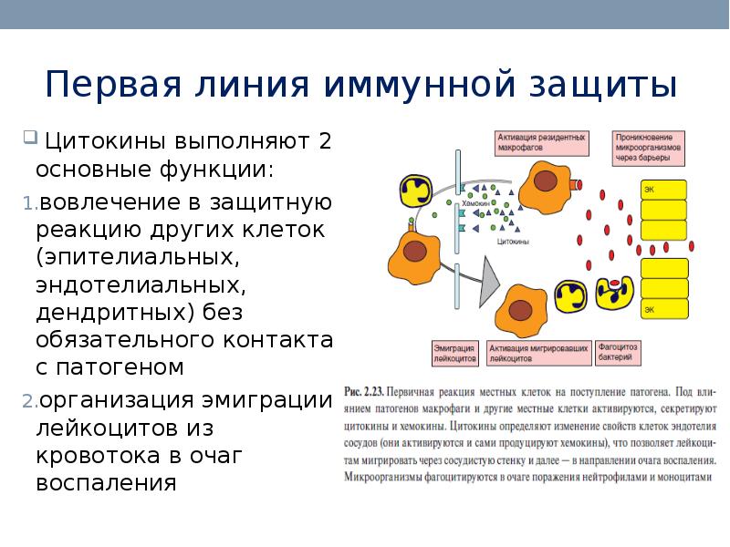 Презентация на тему иммунитет