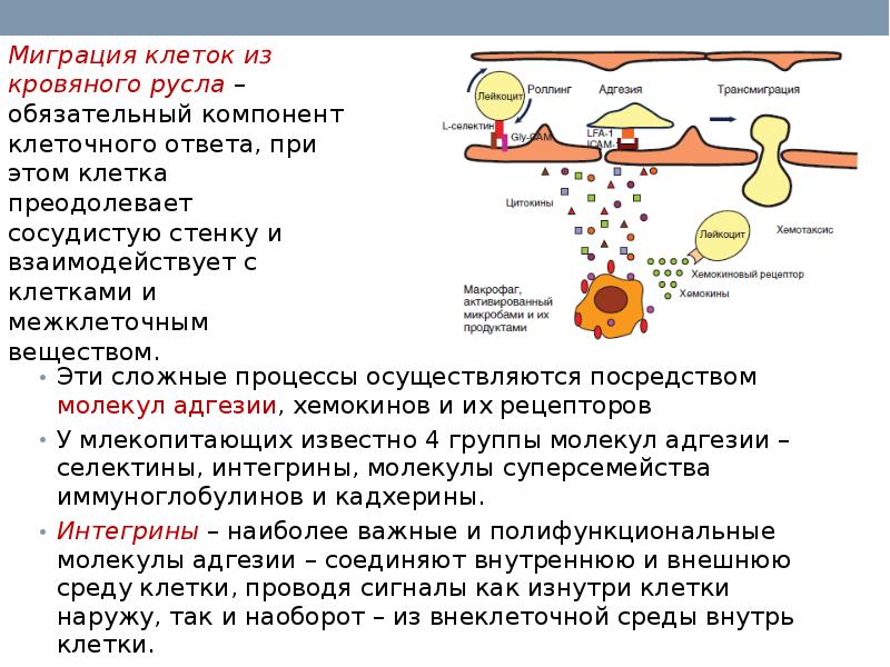 Врожденный иммунитет схема. Молекулы иммунной системы. Иммунные молекулы. Молекулы иммунной системы. Эффекторные клетки иммунной системы.