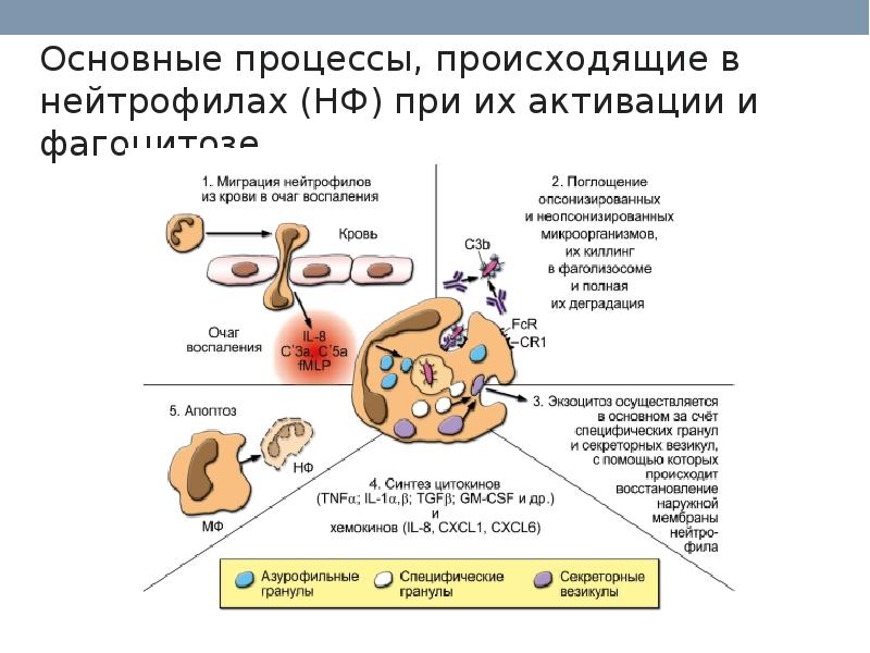 Белковая основа иммунитета. Хемоаттрактанты для нейтрофилов. Свойствами хемоаттрактантов для нейтрофилов и макрофагов обладают. Основные хемоаттрактанты для фагоцитов.