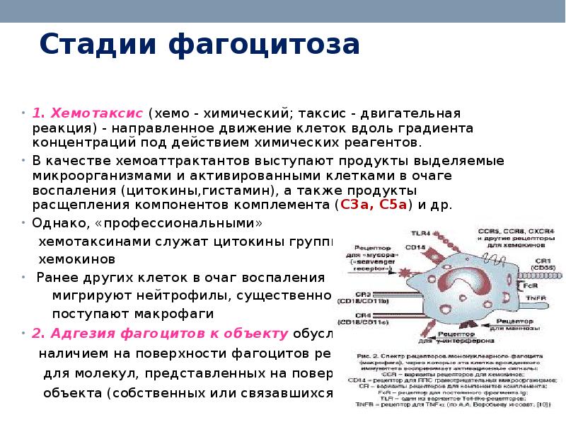 Фазы фагоцитоза схема