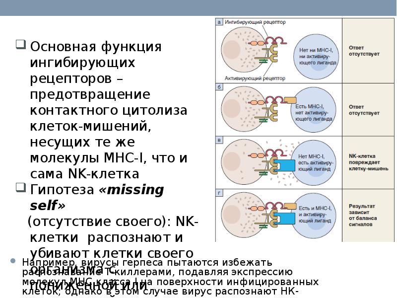 Иммунитет индивидуальный проект