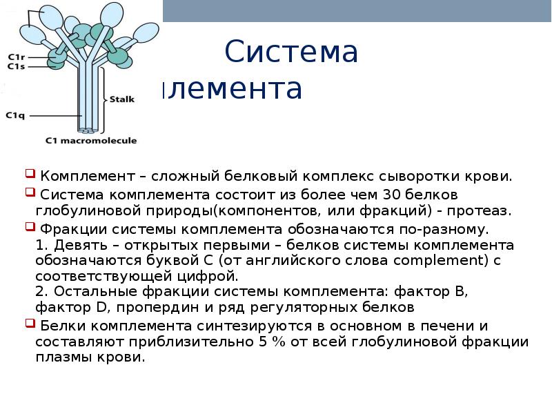 Состоит из более чем. Комплемент это система белков. Классификация белков системы комплемента.. Компоненты системы комплемента синтезируются:. Белки системы комплемента функции.