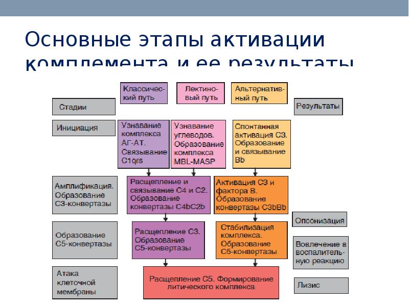 Презентация по микробиологии на тему иммунитет