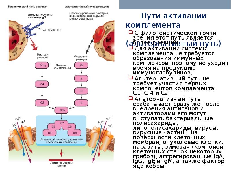 Иммунная активация. Врожденный иммунитет активация комплемента. Активация клеток врожденного иммунитета. Точки для активации иммунитета. Пути активации комплемента при реализации врожденного иммунитета.